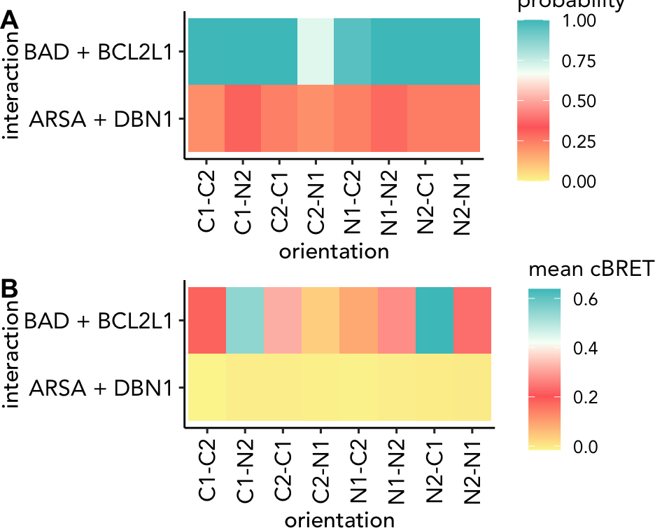 (A) Predicted probabilities to be true-positive interactions and (B) mean cBRET values for the PRS-v2 interaction BAD + BCL2L1 and the RRS-v2 interaction ARSA + DBN1